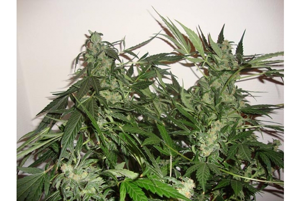 Critical Automatic (Zamnesia Seeds) feminisiert Critical Automatic (Zamnesia Seeds) feminisiert