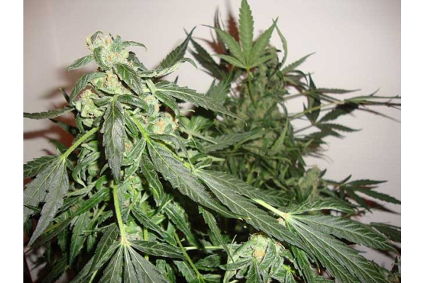 Critical Automatic (Zamnesia Seeds) feminisiert Critical Automatic (Zamnesia Seeds) feminisiert