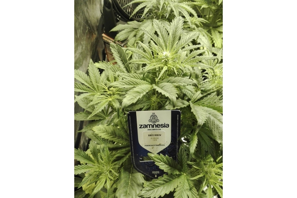 White Widow Automatic (Zamnesia Seeds) feminisiert