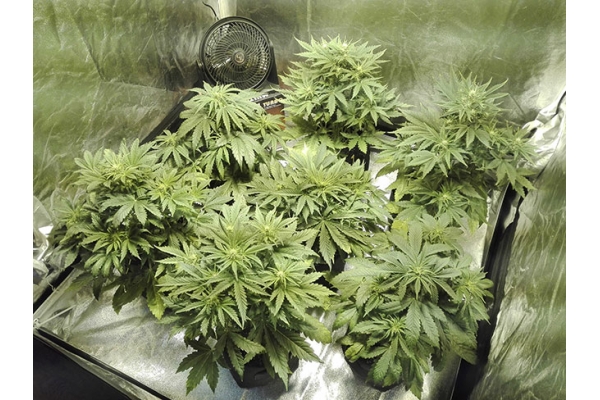 White Widow Automatic (Zamnesia Seeds) feminisiert