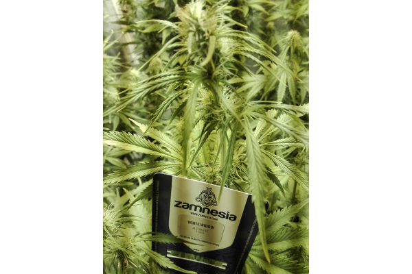 White Widow Automatic (Zamnesia Seeds) feminisiert