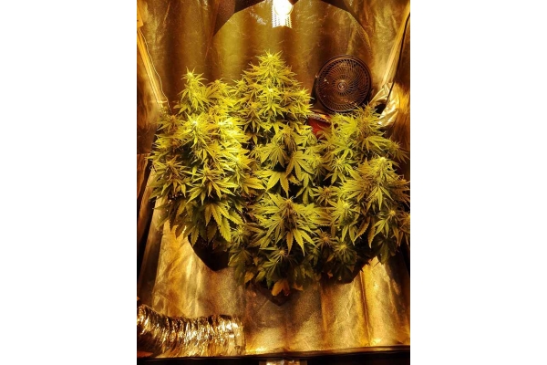 White Widow Automatic (Zamnesia Seeds) feminisiert