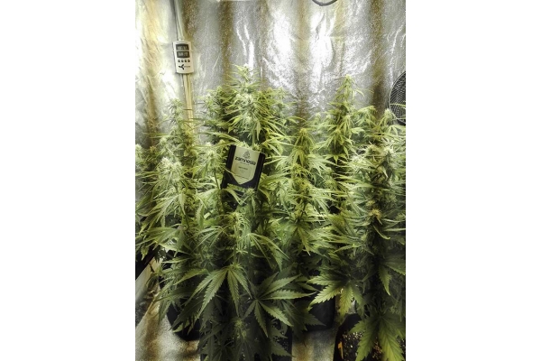 White Widow Automatic (Zamnesia Seeds) feminisiert
