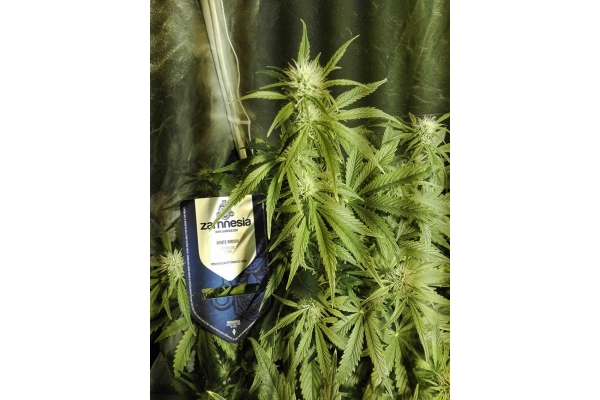 White Widow Automatic (Zamnesia Seeds) feminisiert