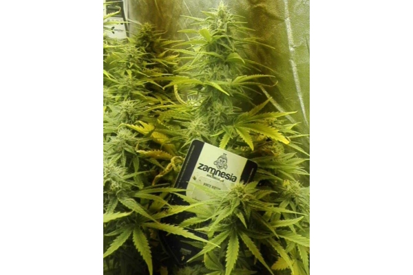 White Widow Automatic (Zamnesia Seeds) feminisiert