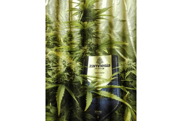 White Widow Automatic (Zamnesia Seeds) feminisiert