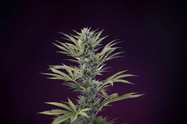 Sticky Beast Automatic (Zamnesia Seeds) feminisiert