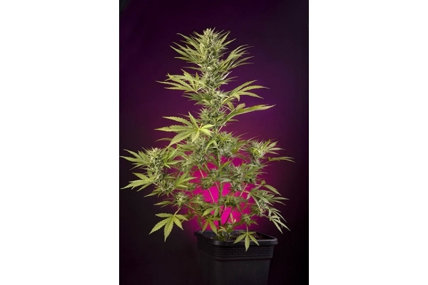 Sticky Beast Automatic (Zamnesia Seeds) feminisiert