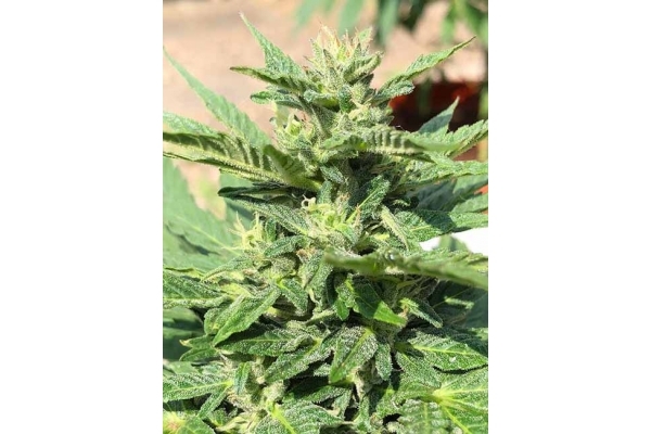 Sticky Beast Automatic (Zamnesia Seeds) feminisiert