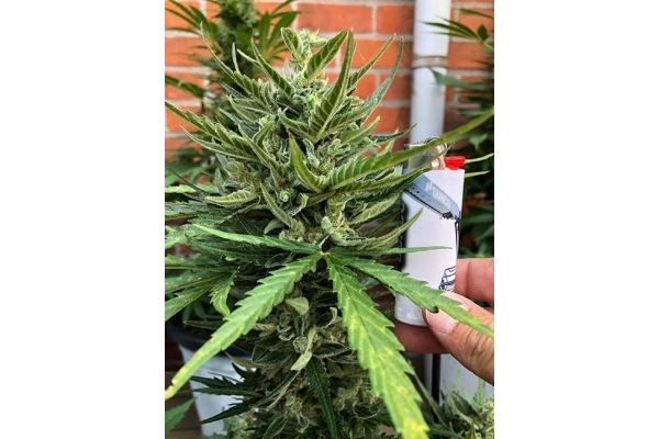 Sticky Beast Automatic (Zamnesia Seeds) feminisiert