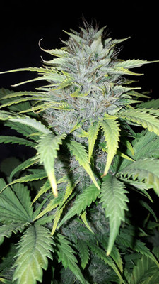 Sticky Beast Automatic (Zamnesia Seeds) feminisiert