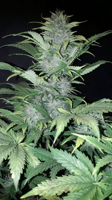 Sticky Beast Automatic (Zamnesia Seeds) feminisiert