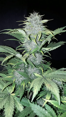 Sticky Beast Automatic (Zamnesia Seeds) feminisiert