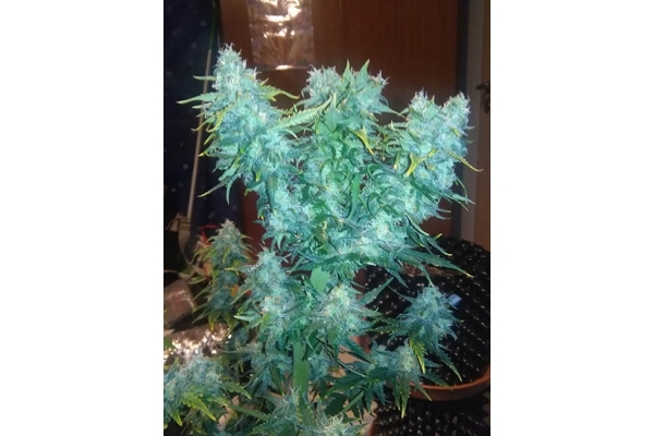 Diesel Automatic (Zamnesia Seeds) feminisiert Diesel Automatic (Zamnesia Seeds) feminisiert