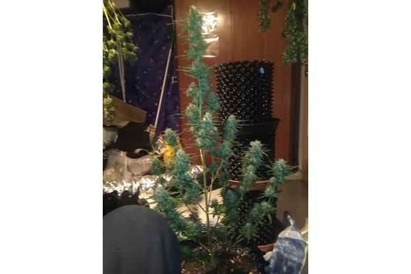 Diesel Automatic (Zamnesia Seeds) feminisiert Diesel Automatic (Zamnesia Seeds) feminisiert