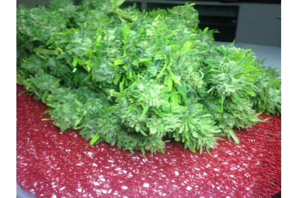 Crystal M.E.T.H. (Dr. Underground) feminisiert