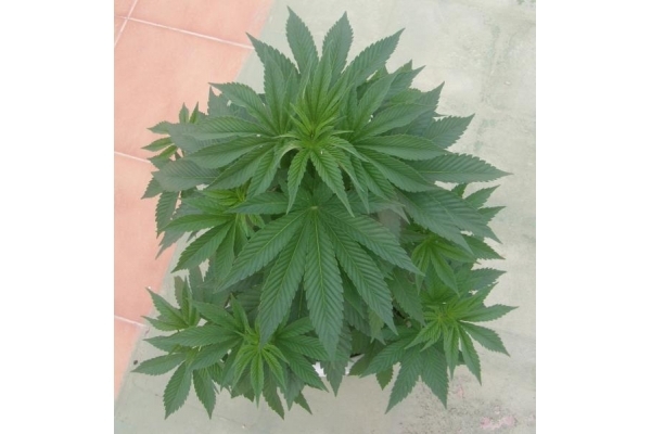 PainKiller (Dr. Underground) feminisiert