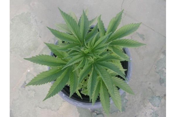 PainKiller (Dr. Underground) feminisiert