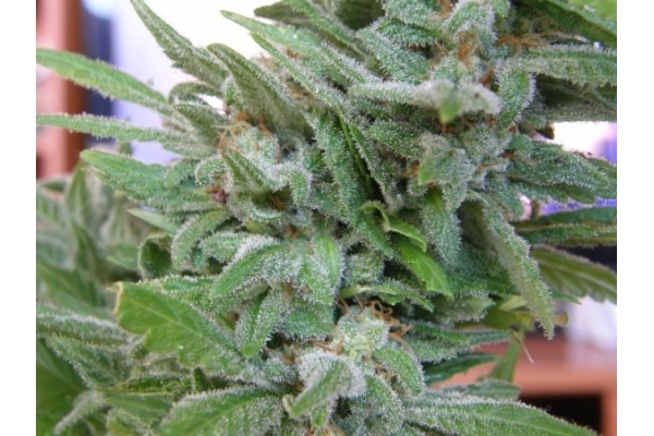 Brooklyn Mango (Dr. Underground) feminisiert