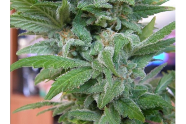 Brooklyn Mango (Dr. Underground) feminisiert