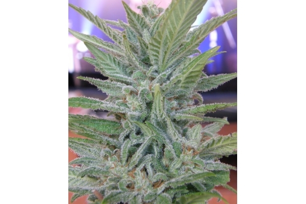 Brooklyn Mango (Dr. Underground) feminisiert Brooklyn Mango (Dr. Underground) feminisiert