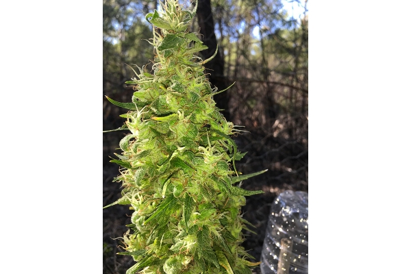 OG Kush (Silent Seeds) feminisiert