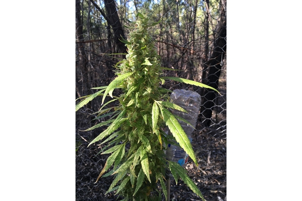 OG Kush (Silent Seeds) feminisiert