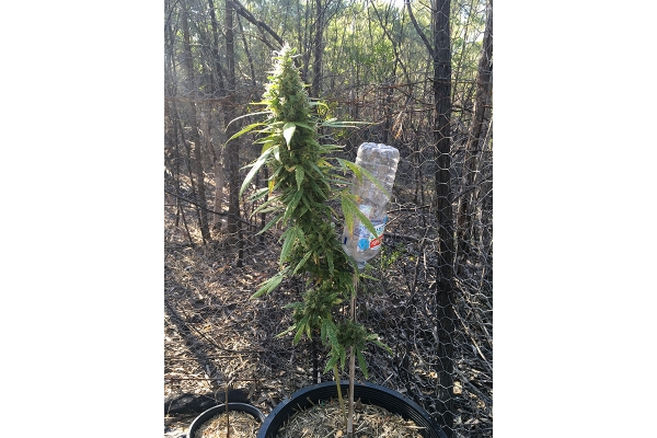 OG Kush (Silent Seeds) feminisiert