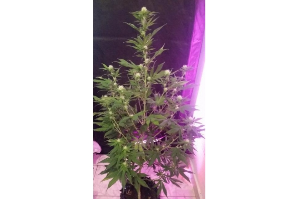 OG Kush (Silent Seeds) feminisiert