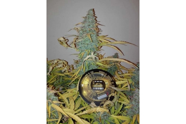 King's Kush Autoflowering (Greenhouse Seeds) feminisiert