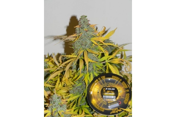 King's Kush Autoflowering (Greenhouse Seeds) feminisiert