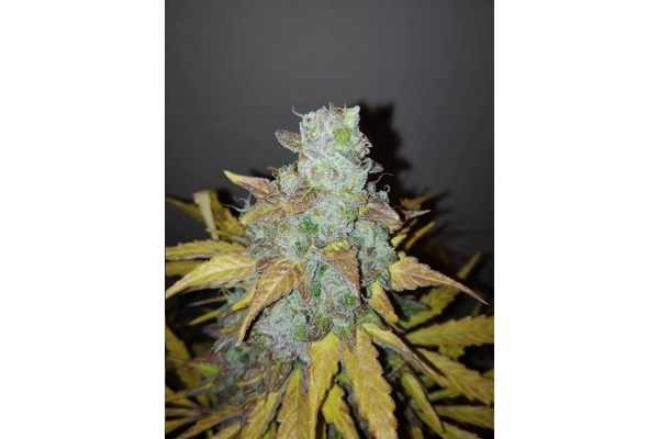 King's Kush Autoflowering (Greenhouse Seeds) feminisiert