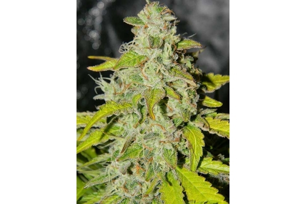 King's Kush Autoflowering (Greenhouse Seeds) feminisiert