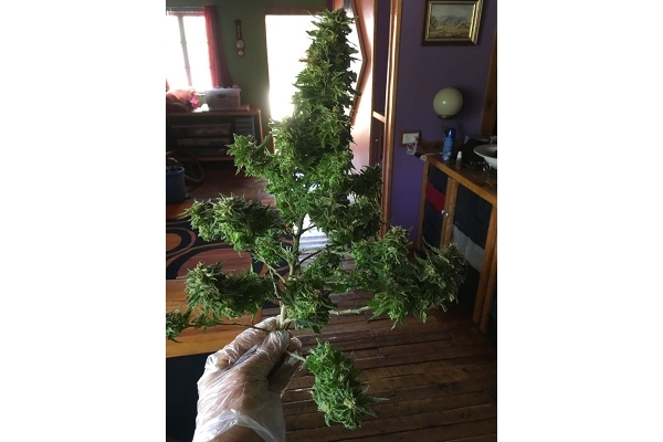 Black Dream (Eva Seeds) feminisiert