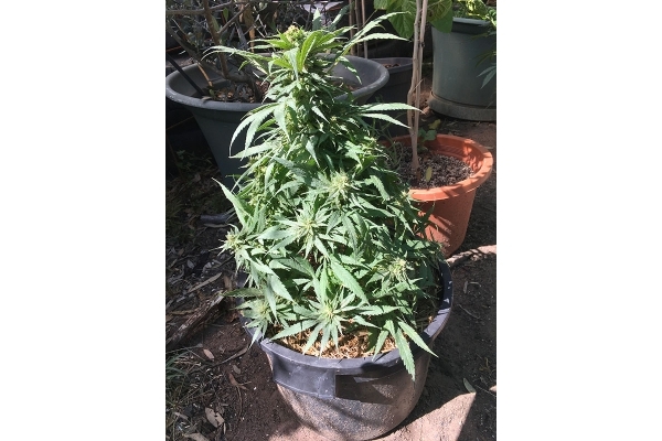 Black Dream (Eva Seeds) feminisiert