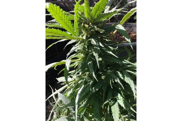 Black Dream (Eva Seeds) feminisiert