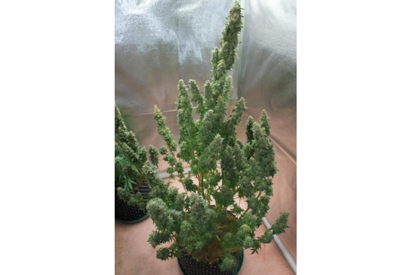 Auto Mazar (Dutch Passion) feminisiert