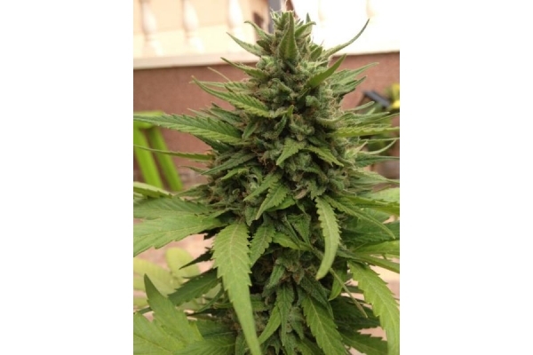 Auto Blueberry (Dutch Passion) feminisiert