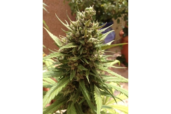 Auto Blueberry (Dutch Passion) feminisiert