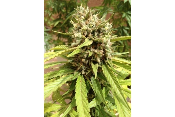 Auto Blueberry (Dutch Passion) feminisiert