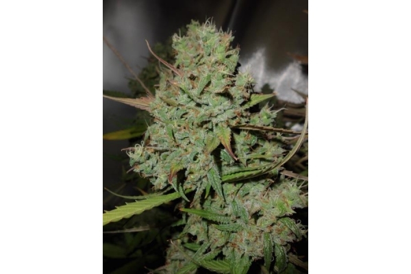 Auto Blueberry (Dutch Passion) feminisiert