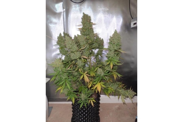 Auto Blueberry (Dutch Passion) feminisiert