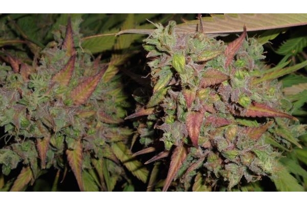 Auto Blueberry (Dutch Passion) feminisiert
