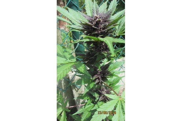 Blackberry Auto (FastBuds) feminisiert