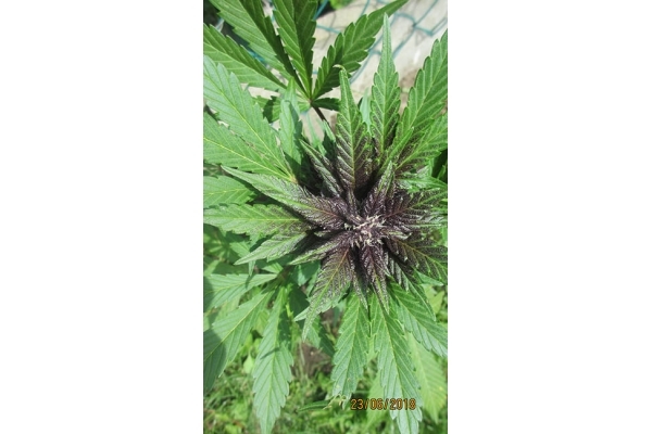 Blackberry Auto (FastBuds) feminisiert