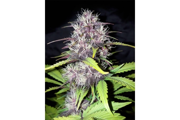 Blackberry Auto (FastBuds) feminisiert