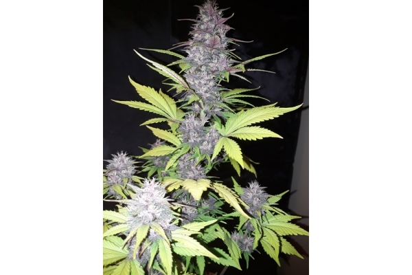 Blackberry Auto (FastBuds) feminisiert