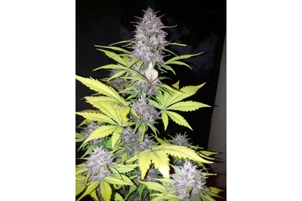 Blackberry Auto (FastBuds) feminisiert
