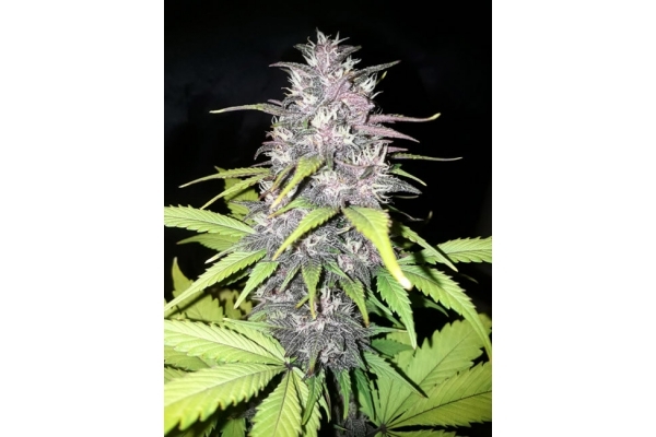 Blackberry Auto (FastBuds) feminisiert