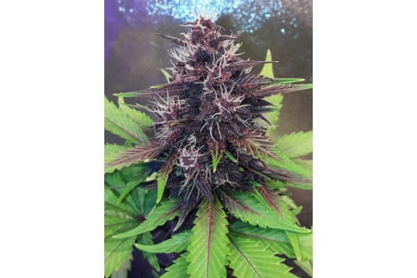 Blackberry Auto (FastBuds) feminisiert